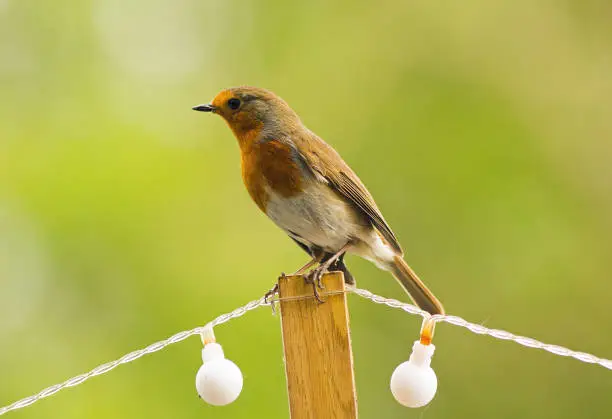 Photo of Isolated Robin against a out of focus green background