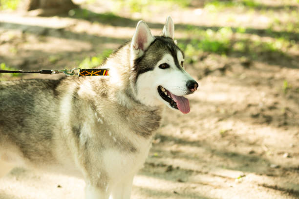 istock husky dog in the gray park 1222587825