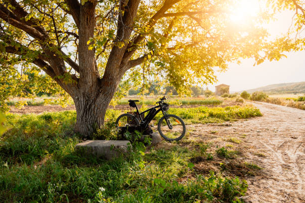 Free picture: Bicycle parked in a shadow of a tree on a dirt path with ...