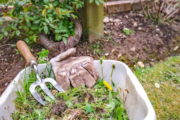 Garden weeds in a plastic tub with gardening glove and fork in a rural garden