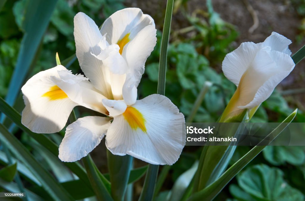 Hermosa Flor De Iris Blanco En El Jardín Foto de stock y más banco de imágenes de Amarillo - Color - Amarillo - Color, Amor, Amor a primera vista - iStock Hermosa Flor De Iris Blanco En El Jardín Foto de stock y más banco de imágenes de Amarillo - Color - Amarillo - Color, Amor, Amor a primera vista - iStock