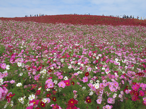 Variety color of cosmos in cosmos field with red kochia in the back