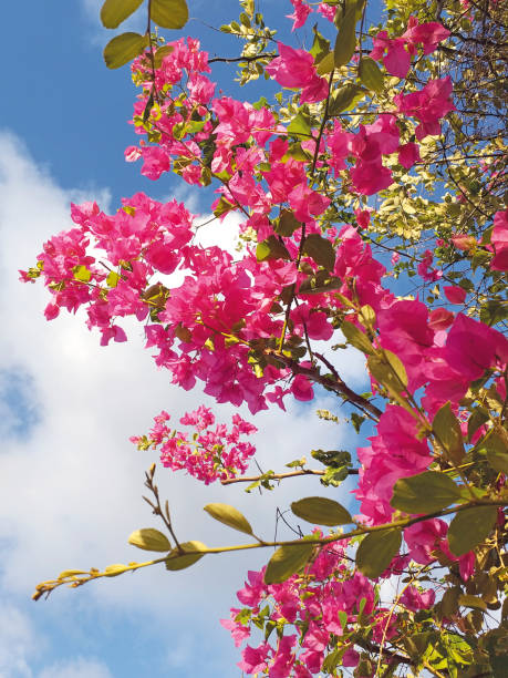 belle bougainvillea rose sur un ciel bleu des caraïbes. fond floral exotique. - spring magnolia flower sky photos et images de collection