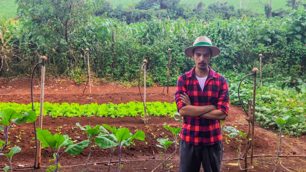 istock Farmer or worker with hat in lettuce plantation 1222590641