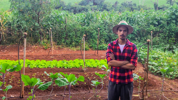 istock Farmer or worker with hat in lettuce plantation 1222590643