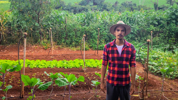istock Farmer or worker with hat in lettuce plantation 1222590645