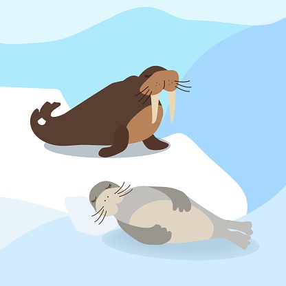 Greenland And Arctic Wild Polar Animals Clip Art Stock Illustration -  Download Image Now - Cute, Seal - Animal, Animal - iStock