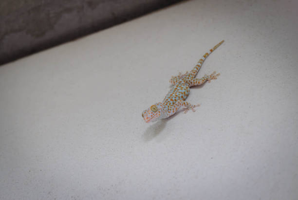 The common collared lizard, also called eastern collared lizard, Oklahoma collared lizard or collared lizard, is a North American lizard that can reach 8–15 in in length, with a large head and powerful jaws. Eastern collared lizard in the desert of Utah.