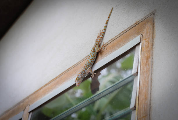 istock Geckos on concrete walls 1222592858