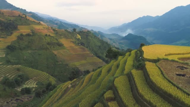Aerial view 4K footage rice green field at Mu cang chai ,Viet nam