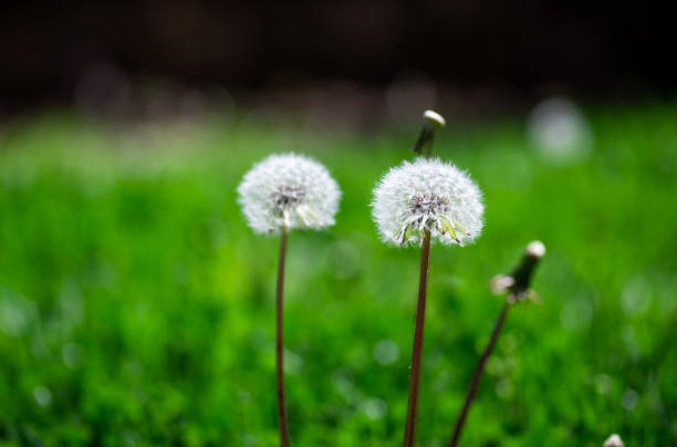 Dandelion flowers in the grass closeup, spring blossom macro abstract