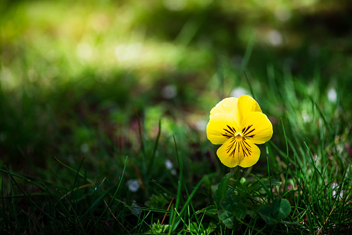 Downy yellow violet blooming in the green grass field closeup macro