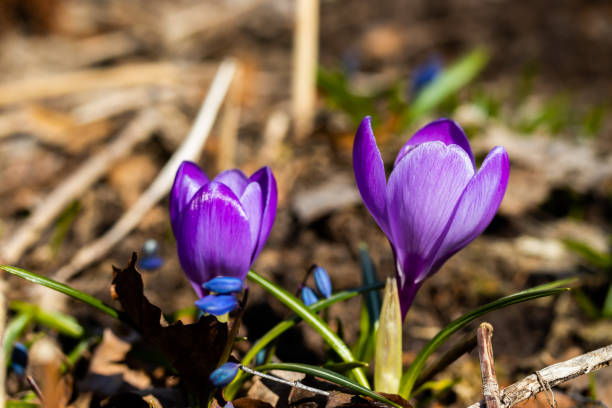 istock Violet beautiful crocuses in early spring garden. Soft selective focus. 1222594398