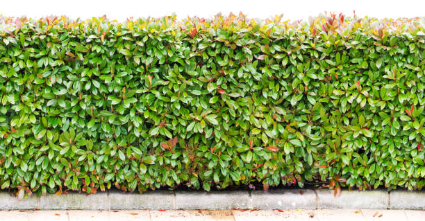 istock Green bush hedge long horizontal seamless border. 1222594692