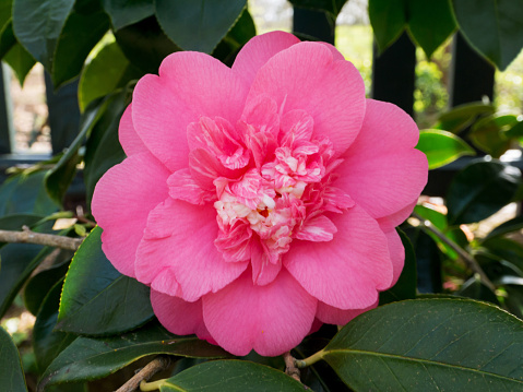 Pale pink camellia anemone or elegans form cultivar plant in the garden. Japanese tsubaki flower. Rose of winter.