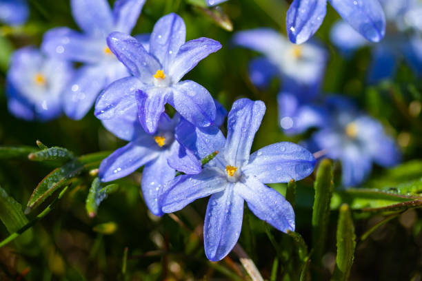 close-up de flores scilla luciliae azul florescendo com gotas de chuva em dia ensolarado. primeiras plantas bulbosas de primavera. foco seletivo com efeito bokeh. - leaf defocused dew focus on foreground - fotografias e filmes do acervo