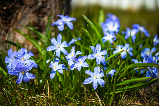 Closeup of blooming blue scilla luciliae flowers with raindrops in sunny day. First spring bulbous plants. Selective focus with bokeh effect.