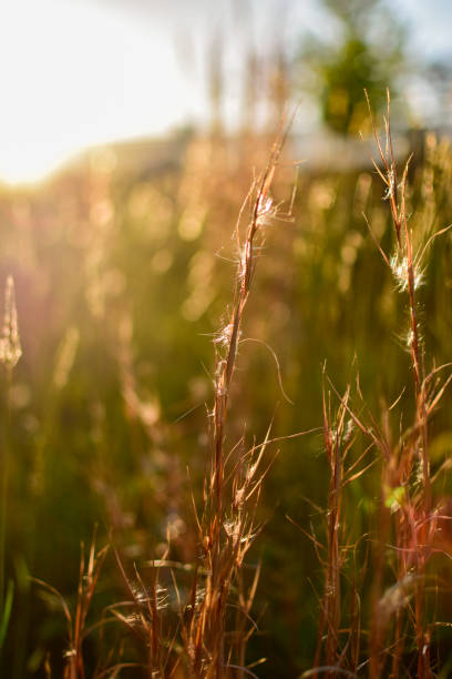 istock Golden Hour Light Through Blades of Grass 1222596143