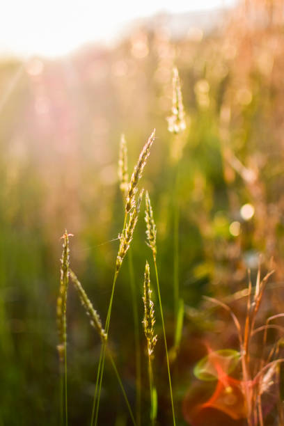 istock Golden Hour Light Through Blades of Grass 1222596181