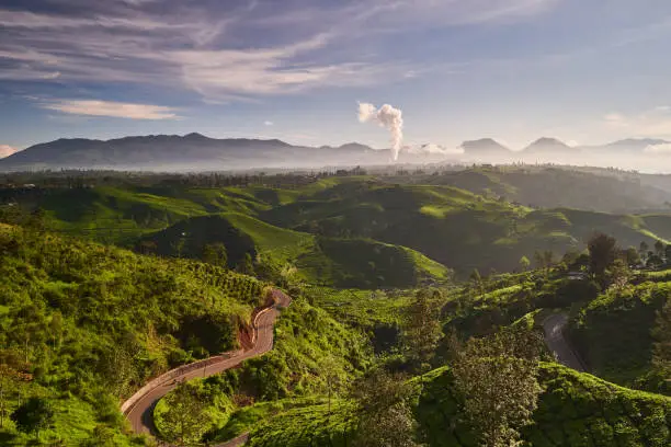 Aerial view of tea plantation in the sunny morning, Bandung, Indonesia. Sunlight makes a contrast of colors between hills and valleys. A thin mist covered the tea leaves that looked beautiful in the sun. Photo taken at the southern Bandung tea plantation, Indonesia.