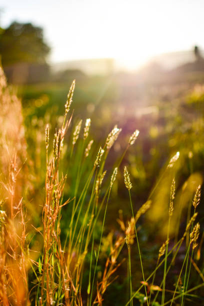 istock Golden Hour Light Through Blades of Grass 1222596245