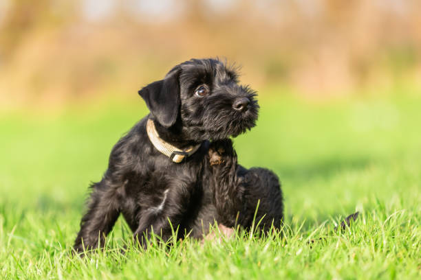 istock standard schnauzer puppy scratches himself behind the ear 1222597497