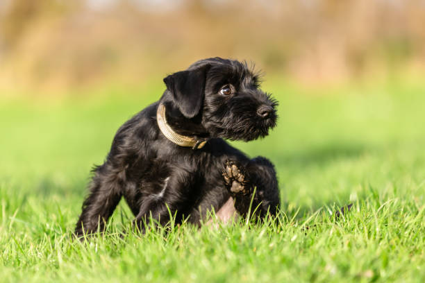 istock standard schnauzer puppy scratches himself behind the ear 1222597529