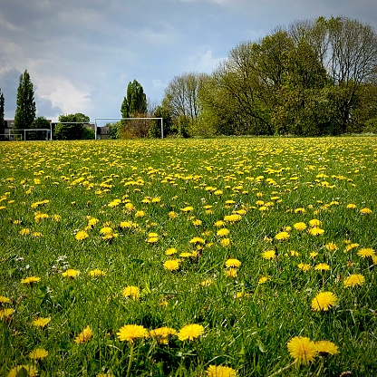 Football pitch overgrown by dandelions due to lack of use