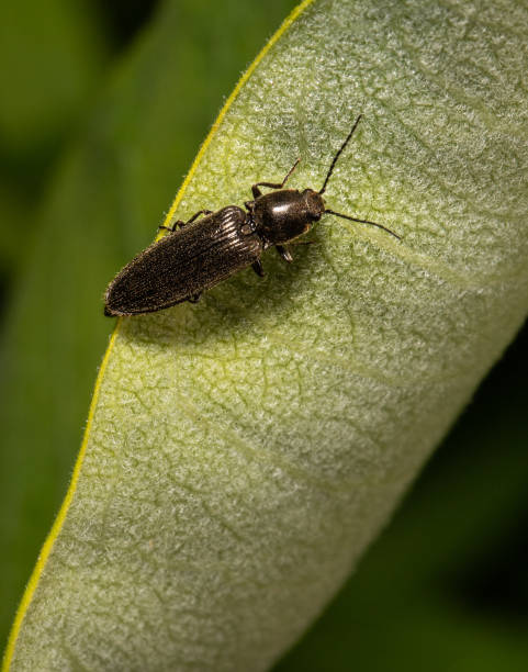 istock A dingy ground beetle on a leaf in a Pennsylvania meadow 1222597877