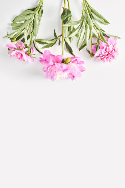 istock wedding concept. beautiful bouquet and fresh pink peonies on a white background. flat lay, space for a text, vertical frame 1222598115
