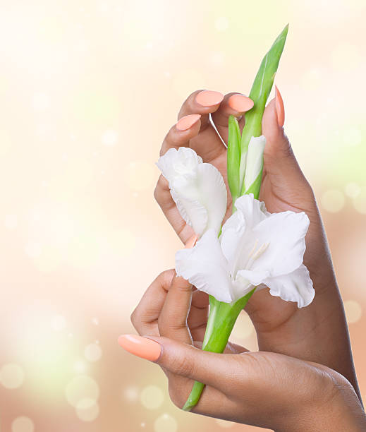 아름다운 여자 손을 흰색 꽃, 클로즈업 샷 - gladiolus single flower flower tropical climate 뉴스 사진 이미지