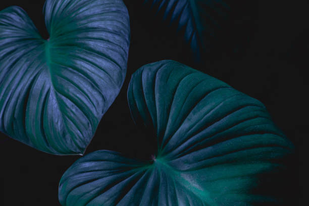 istock closeup nature view of green leaf background 1222599111