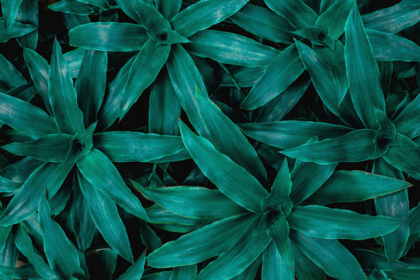 istock closeup nature view of green leaf background 1222599126