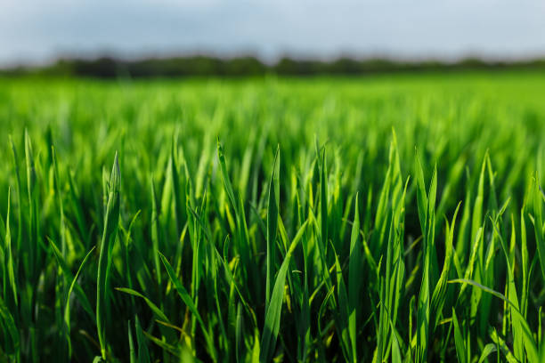istock green grass on green background. Green field 1222600545