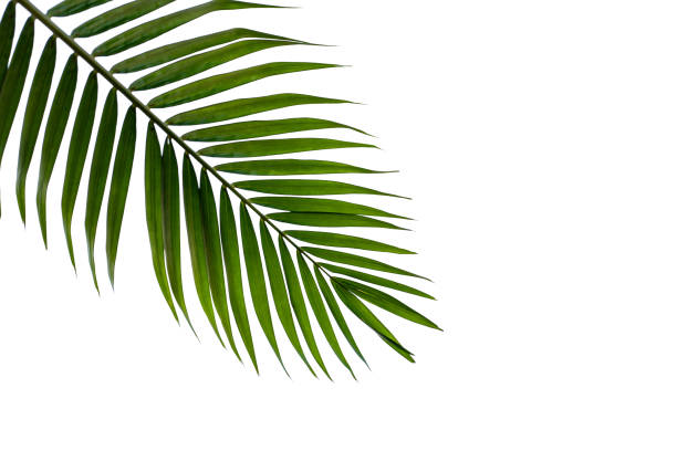 istock tropical coconut palm leaf isolated on white background 1222600583
