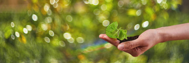 istock New Life Young Plant in Sunlight, Growing, Seedling 1222600938