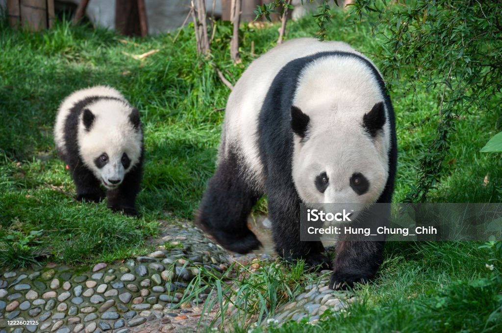Mother panda walking with panda cub The giant panda bear is considered an endangered species and protected by the World Wildlife Fund. Panda - Animal Stock Photo