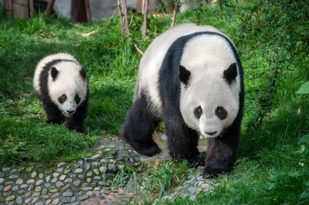 Photo of Mother panda walking with panda cub