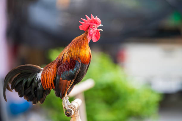 istock Rooster crowing in the morning 1222602834