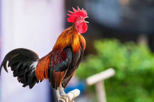 Photo of Rooster crowing in the morning