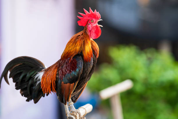 kogut crowing rano - chicken domestic animals bird poultry zdjęcia i obrazy z banku zdjęć