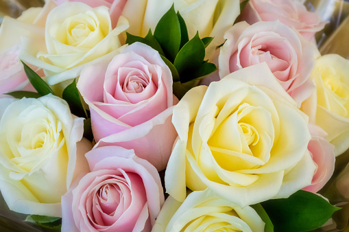 Closeup of pink and yellow roses