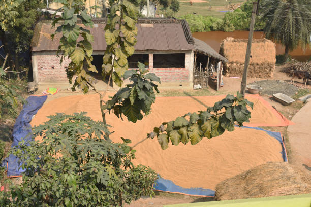 istock Paddy grains are spread in the ground in a village before storing 1222604097