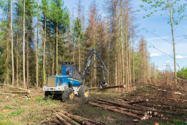 istock Forest area cleared after bark beetle infestation and drought 1222604506