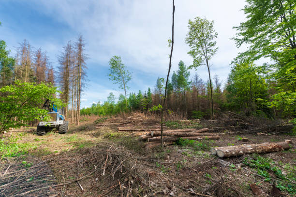 istock Forest area cleared after bark beetle infestation and drought 1222604815
