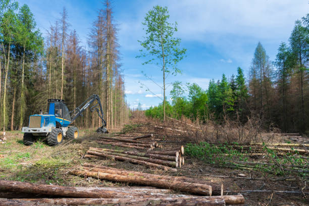 istock Forest area cleared after bark beetle infestation and drought 1222605065