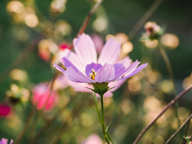 istock Early spring flowers on a grass background 1222606160