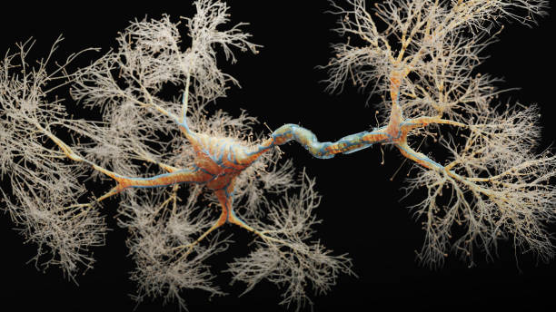 ニューロン細胞クローズアップビュー - human nervous system 写真 ストックフォトと画像