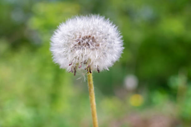 istock Beautiful white dandelion with seeds on green background close up 1222607645