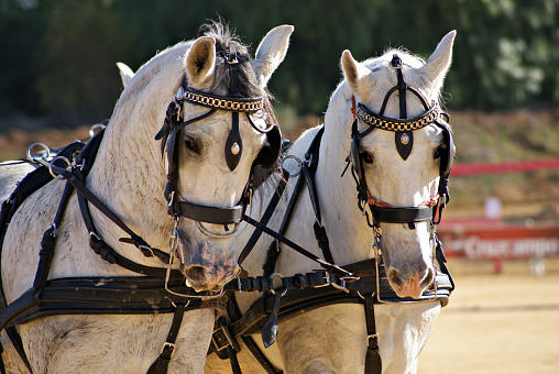 Pair of two white Spanish horses pulling a carriage in a marathon competition